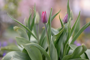 Blumen Teil 96