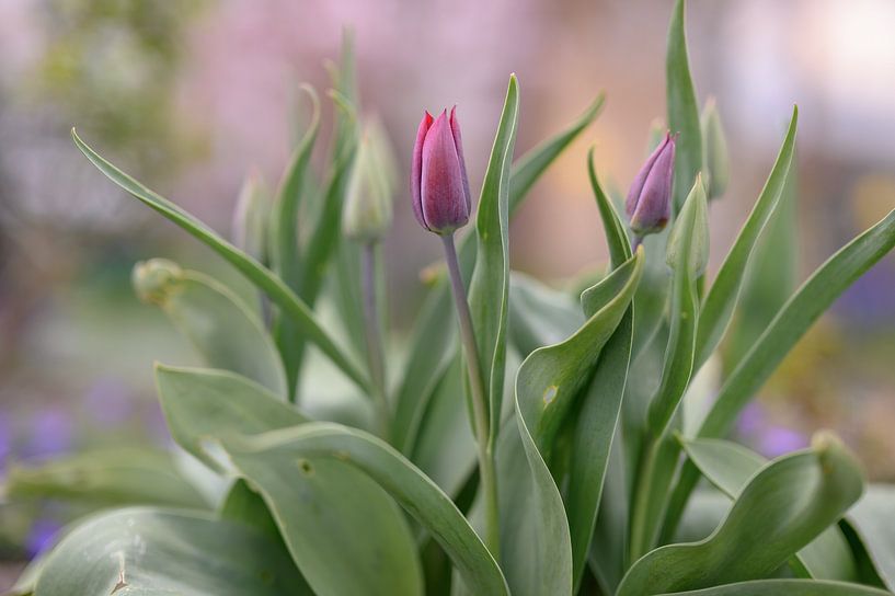 Blumen Teil 96 von Tania Perneel