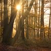 Matinée dans une forêt de hêtres en automne sur Jasper Kok