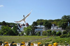 Möwe im Flug am Strand von Binz, Strandkörbe