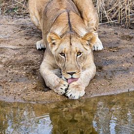 Junge Löwin wäscht am Wasser von victor van bochove