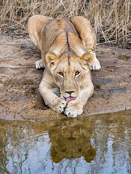 Junge Löwin wäscht am Wasser