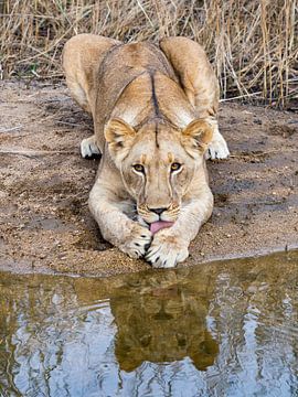 Jeune lionne se lave au bord de l'eau sur victor van bochove