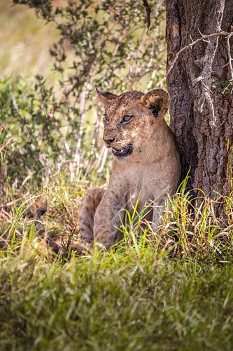 Baby leeuw op een boom in Kenia, Afrika op safari