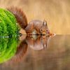 Eichhörnchen am Teich im Herbst (superscharf) von Rando Kromkamp Natuurfotograaf