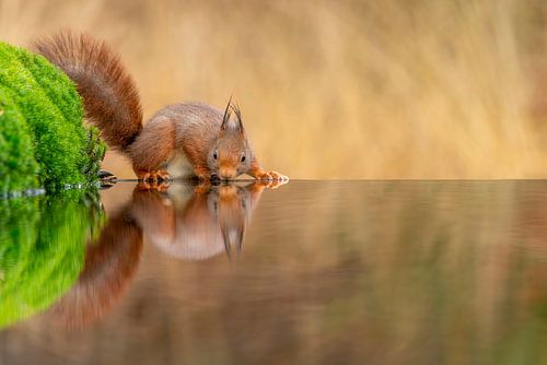Écureuil à l'étang en automne (super net) sur Rando Kromkamp Natuurfotograaf