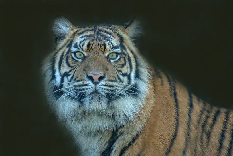 Siberian Tiger, Amur Tiger. A portrait by Gert Hilbink