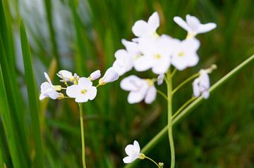 Witte bloemen van Jane Changart