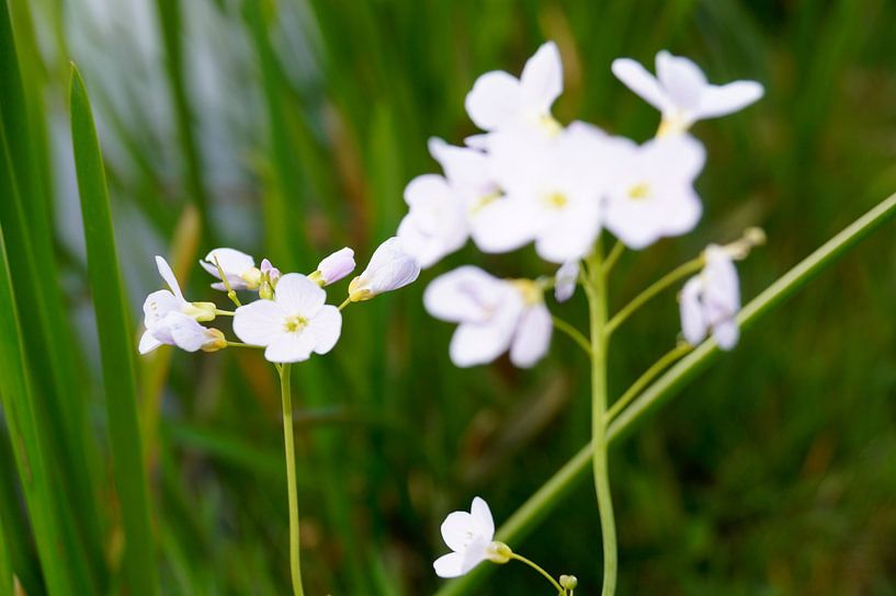 Witte bloemen von Jane Changart