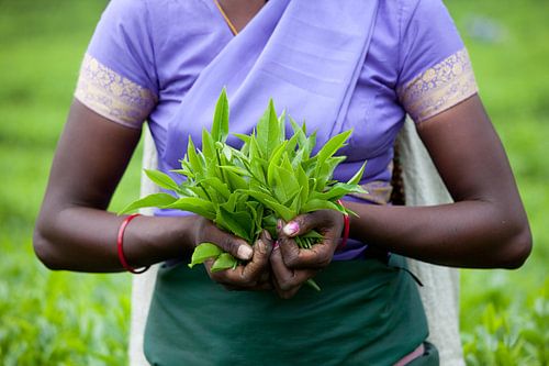 Tea Time – Fairtrade Tea Leaves Sri Lanka van Tessa Jol Photography