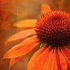 Echinacea  in Subtiele Textuur van Carla van Zomeren