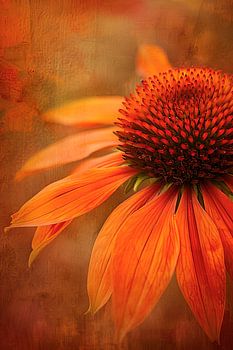 Echinacea en texture subtile