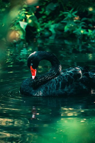 black swan in water