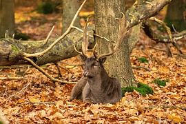 Resting deer by Merijn Loch