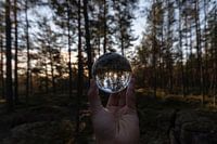 Une forêt au milieu de la Suède