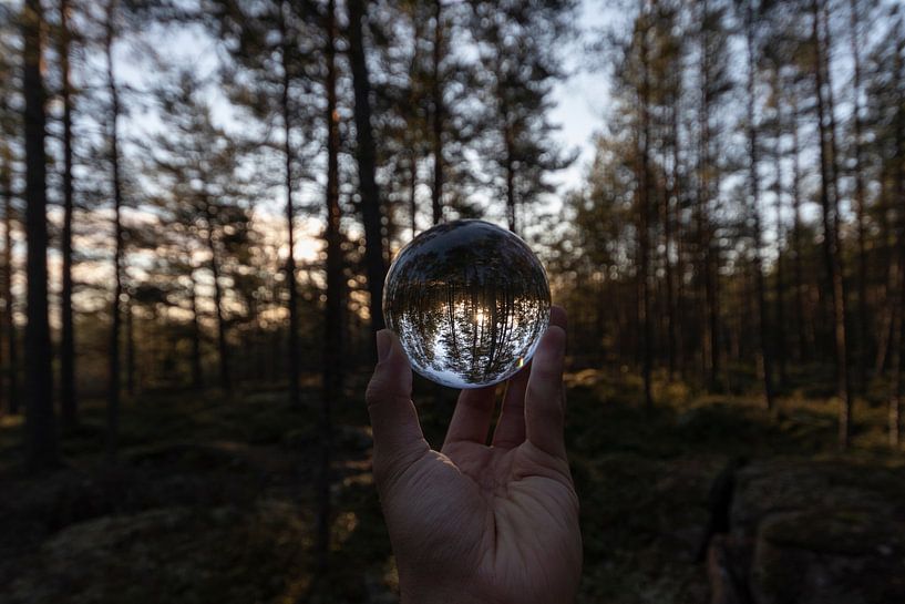 Forest in the middle of Sweden by Fabio Holkema