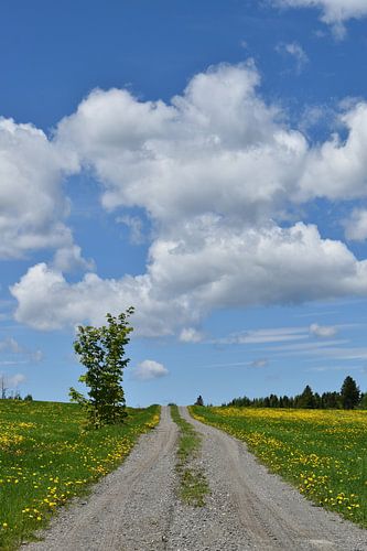 Een landweg in het voorjaar