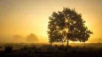 Gouden zonsopkomst