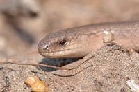Hazelworm