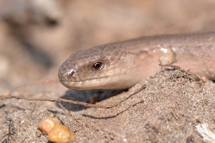 Hazelworm van Frank Heinen