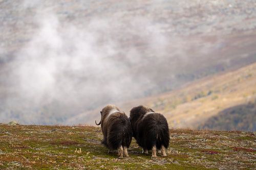 Musk Ox couple