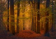 Colours of autumn van Wim van D thumbnail