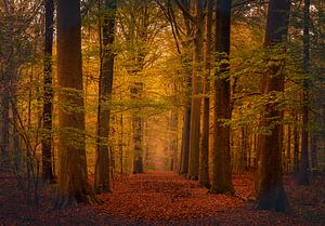 Colours of autumn van Wim van D