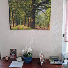 Photo de nos clients: Promenade dans les bois de la Veluwe, à l'heure dorée. par AdWF, sur toile