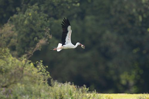 Cigogne avec poisson