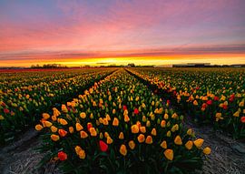 Tulpen Sonnenuntergang von Corné Ouwehand