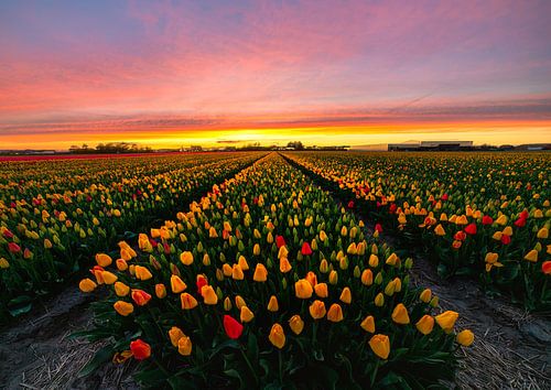 Coucher de soleil sur les tulipes
