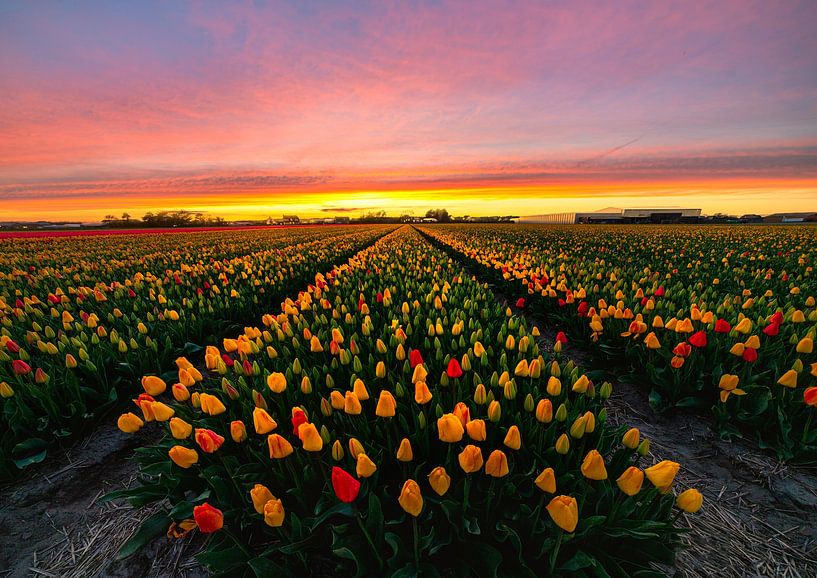 Tulips sunset by Corné Ouwehand