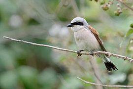 Red-backed Shrike ( Lanius collurio ), adult male, hunting, watching for prey, wildlife, Europe.
