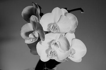 orchidee by J. van Schothorst