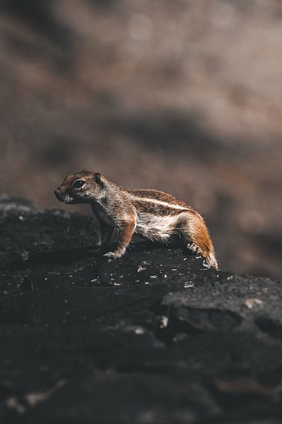 Chipmunks op de Canarische Eilanden van Endre Lommatzsch