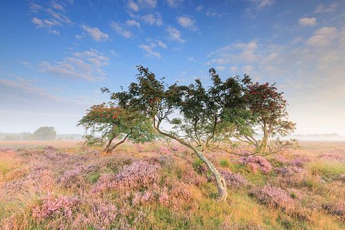 Lijsterbes op de heide