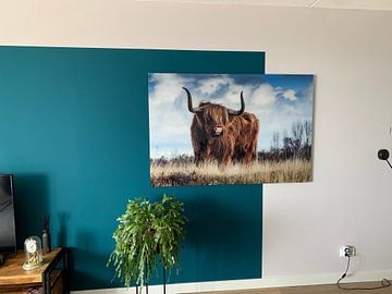 Klantfoto: Schotse hooglander - Stier - Bull - Hoorns - Vacht - Koe - Drenthe - Friesland - Schotland - Heide