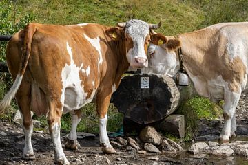 Bruin met witte koeien en waterbak in de Alpen van Sander Groenendijk
