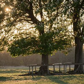 Kastanjebomen in avondlicht sur Paul Algra