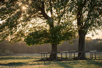 Kastanjebomen in avondlicht