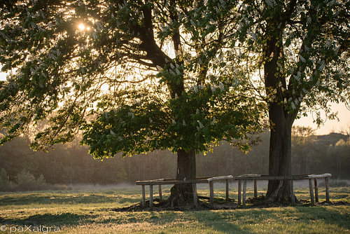 Kastanjebomen in avondlicht