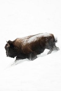 Amerikanischer Bison ( Bison bison ), Bisonbulle rennt durch tiefen Schnee einen Abhang hinab, Yello