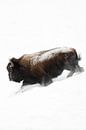 Amerikanischer Bison ( Bison bison ), Bisonbulle rennt durch tiefen Schnee einen Abhang hinab, Yello par wunderbare Erde Aperçu