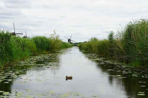 Duck at Kinderdijk