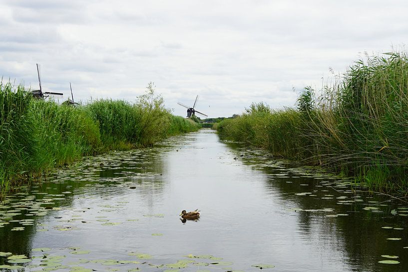 Ente am Kinderdijk von ArtsBreeze