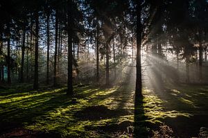 Zonsopkomst in het bos