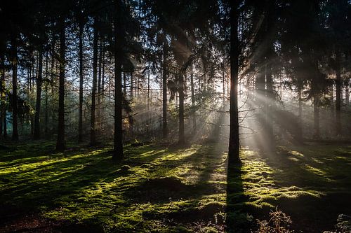 Zonsopkomst in het bos