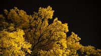 Most beautiful tree in Kampen.