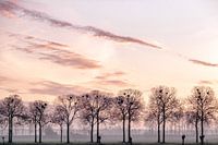 Bomen en vogelnesten