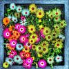 Digital Art Medium Flowers by Hendrik-Jan Kornelis